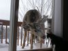 Cat_deer_large