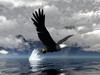 Eagle_3d_large