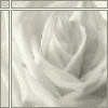 White_rose_avatar_large
