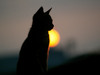 Kitty_at_sunset_large