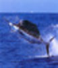 Broadbill_swordfish_thumb_large