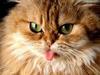 Tongue_out_large
