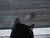 wrytercat
