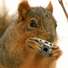Squirrel_shoots_back_large