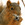 Squirrel Boy