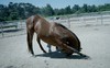 Obedient_large