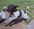 Stickywicket