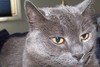 Charlie_large
