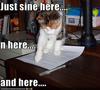 Cat-asks-you-to-sign-a-contract_large