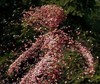 Dryad_large