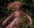 pinkdryad