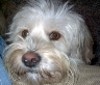 Charlie_web_avatar_large