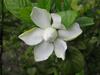 Gardenia_5-24-2009_large