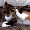 Ben-pawst_large