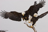 Bald_eagles-fighting_mg1346_large