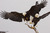 eaglesofwar