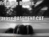 Funny-pictures-basement-cat-clw_large