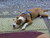 MILDOG172