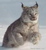 HappyLynx