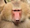 Baboon_large