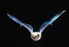 Bigbrownbat_large