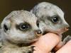 Meerbabies_large