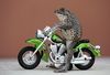 47ce755f1e4db65_animal_large