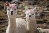 Lamas_large