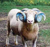 Newram_large