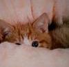 Peek_a_boo_kitten_large