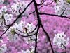 Cherry_blossoms_in_spring_large