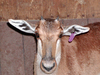 Dianne_bonte_004_large