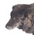 gopuppy