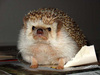 Angryhedgie_large