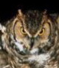 Flying_owl_rec_large