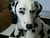 DottieDog