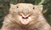 Wombat_wideweb__470x276_0_large