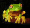654px-red-eyed_tree_frog_-_litoria_chloris_edit1_large