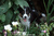 JNJ2tinydog