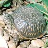 Turte18df_large
