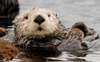 Otter_large
