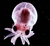 architeuthis