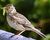 Skylark