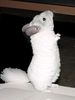 Chinchilla1_large