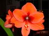 Amaryllis_004_large