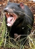 Tasmaniandevil_large