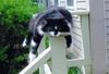 Cat_large