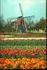 Windmill_w_tulips-haarlem_netherlands-383092_large