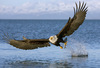 Bald_eagle_11_large