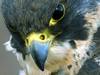 Peregrine-falcon_large